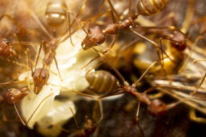 ant pest control service Jacksonville FL