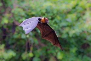 bat