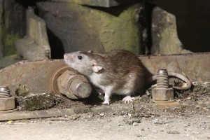 brown rat