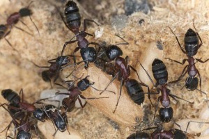 carpenter ants