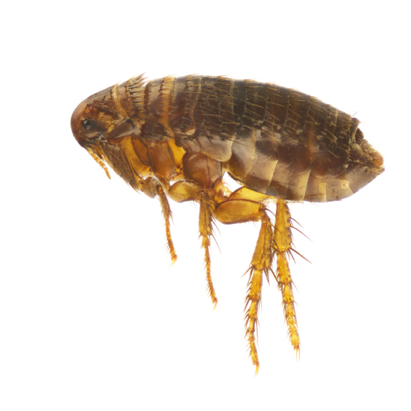 Jacksonville FL Pest Control for Fleas | Home Flea Treatment