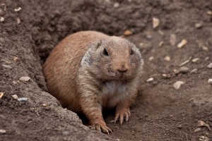 gopher