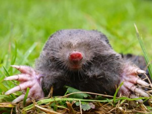 ground mole removal