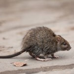 mice exterminator in Jacksonville FL