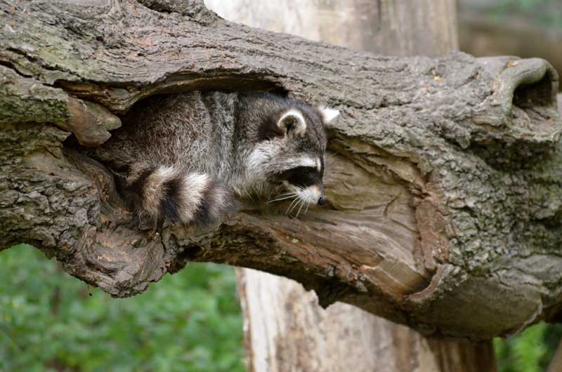 Raccoon Removal Jacksonville FL Exterminator Bug Man