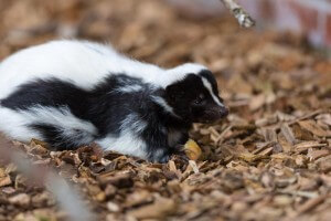 skunk