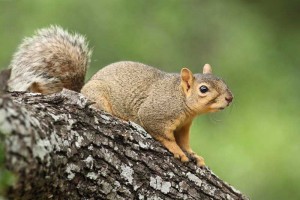 squirrel