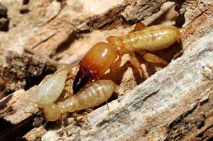 termites