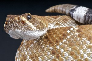 rattlesnake