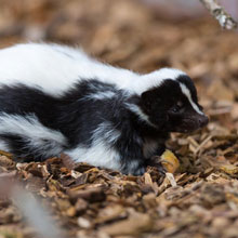 skunk