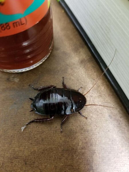 cockroach exterminator jacksonville fl
