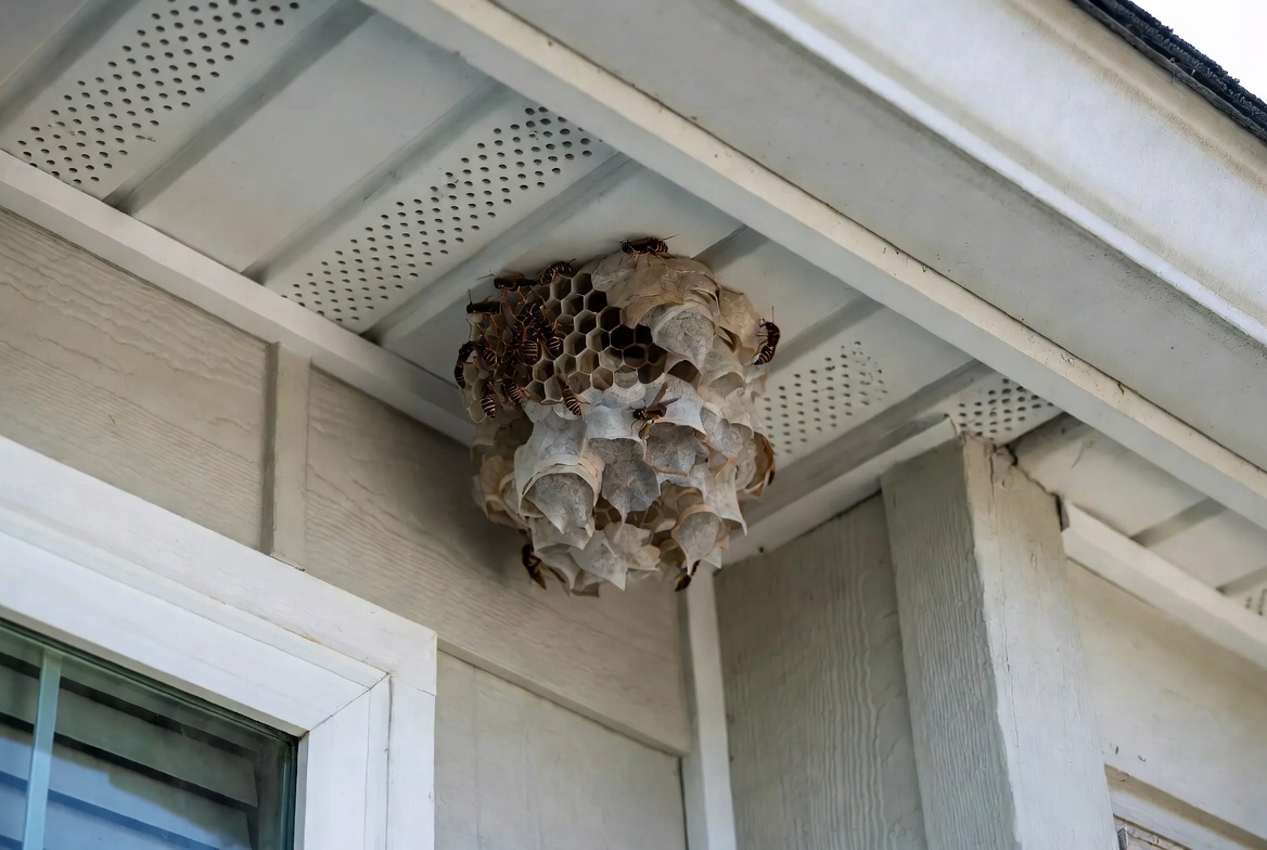 Paper wasp nest built under the base of a residential mailbox in a Jacksonville Florida neighborhood