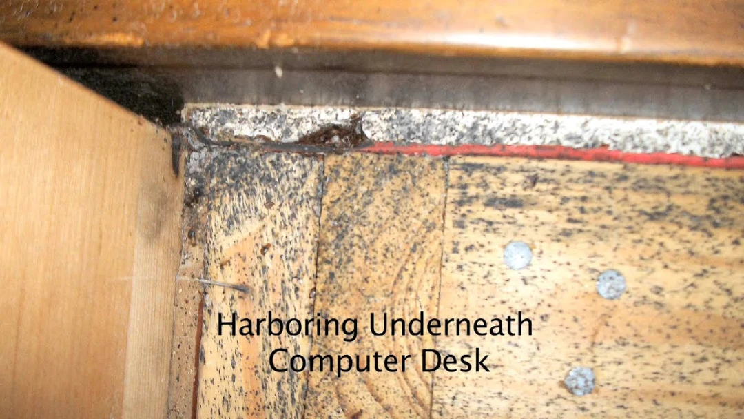 Thumbnail for Larry Wise's bed bug research video