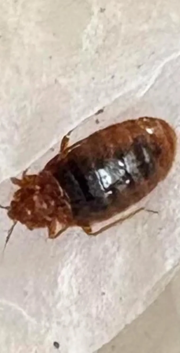 Illustrative close-up of an adult bed bug on a light surface