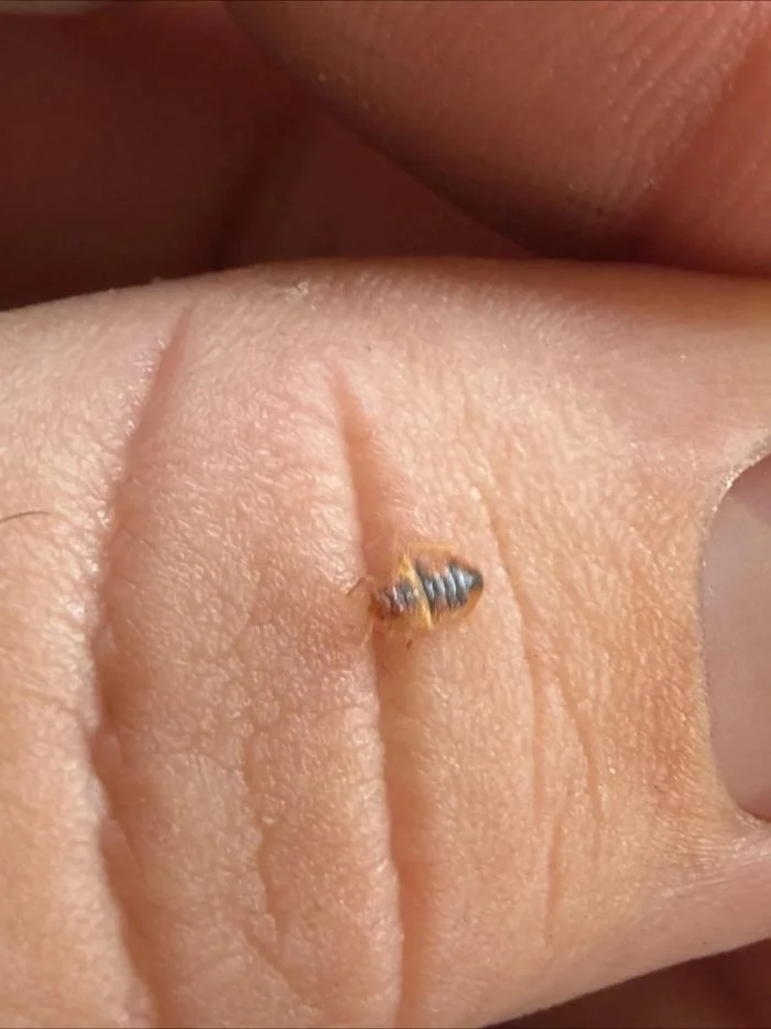 Illustrative image of a small bed bug shown next to a fingertip for scale