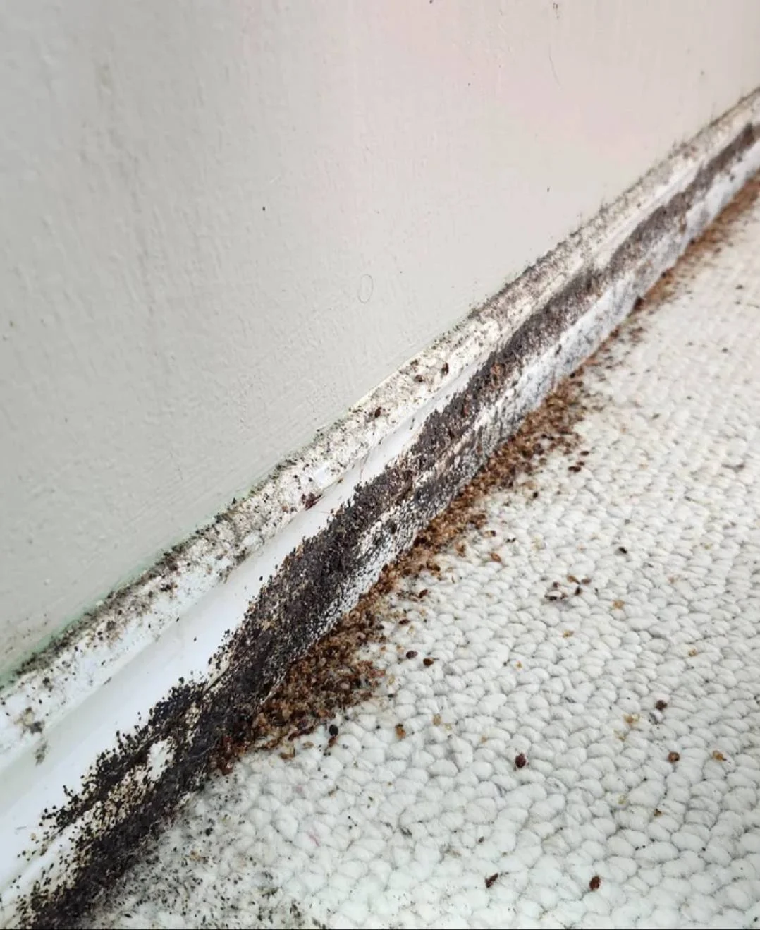Illustrative image of bed bugs and dark staining along a baseboard and carpet edge