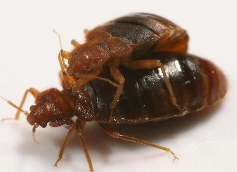 Illustrative image of two bed bugs in mating position