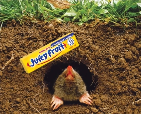 Debunked mole myth: a pack of chewing gum placed at a mole tunnel entrance does not kill or repel moles